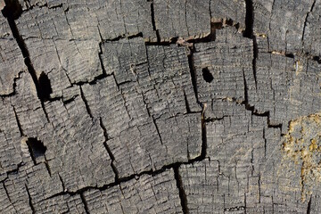 Fototapeta premium gray wood texture from cut on a dry wood log