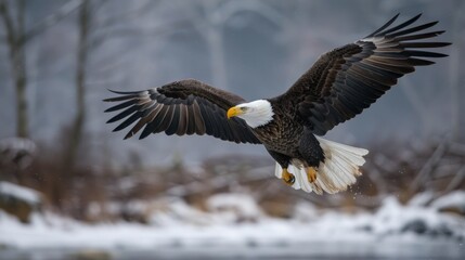 Obraz premium Majestic bald eagle soars through air, displaying its powerful wings and sharp gaze against blurred mountainous background. eagle's striking features and graceful flight embody strength and freedom
