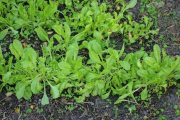 row of green lettuce plants in grey soil in vegetable garden