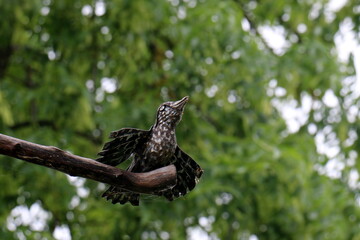 Figures and statues for children in the city park.