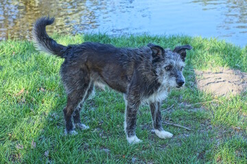 a one big black dog stands on the ground and green grass outside in the park