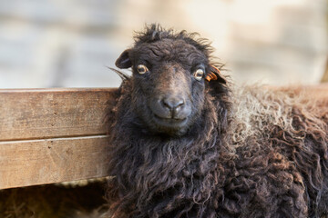Funny close up portrait of ouessant sheep ewe