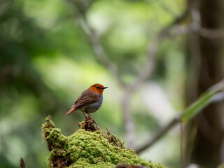 森の中で枯れ木に留まっているコマドリの雄