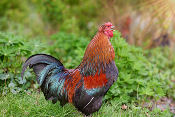 Rooster on the farm crowing