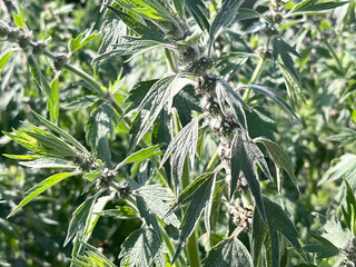 medicinal plant motherwort growing in the garden