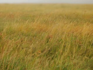 Obraz premium Vibrant Native Prairie Grasses Flourishing in Rural Landscape