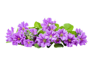 Beauty flowers isolated on white background