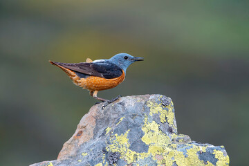 Male common rock thrush perched on a rock.