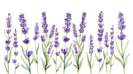 Obraz premium Illustration of purple lavender flowers on a white background, showcasing delicate blossoms and green stems.