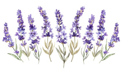 Naklejka premium Delicate watercolor illustration of blooming lavender flowers, perfect for natural and botanical design projects.