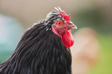 Close up head shot of black rooster