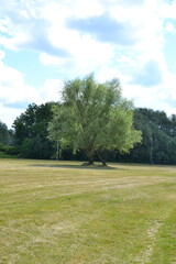 Duże drzewo na wykoszonej polanie