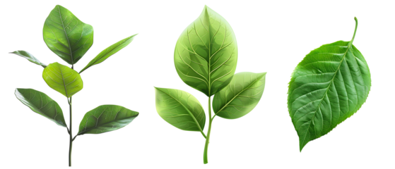 Natural of Tropical varies different of plant botanical green leaves of leaf isolated on transparent background, PNG cut out
