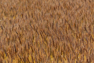 初夏の広大な麦畑　滋賀県草津市