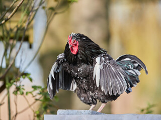 Black rooster with open wings on the farm
