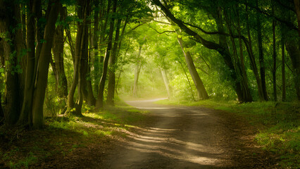 Fototapeta premium Quiet Woodland Path Covered in Fallen Leaves, Capturing the Tranquility and Beauty of Nature in a Peaceful Autumn Setting