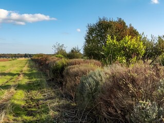 Obraz premium Natural Windbreak on a Scenic Farm Landscape with Shrubs and Trees