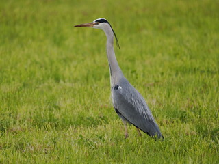 Blue heron standing in field, making eye contact with camera