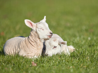 Obraz premium Two white lambs cuddling in meadow