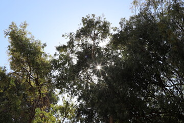 The sun's ray breaks through the branches and leaves of a tall tree.