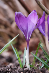 Krokus im Frühling