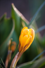 Naklejka premium Krokus im Frühling