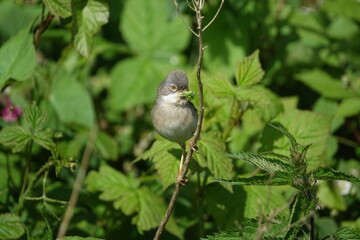 male common whitethroat (Sylvia communis) returning to nest with grubs for its young