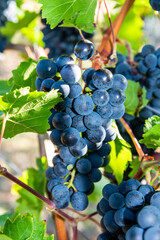 Large bunche of red wine grapes in vineyard.
