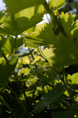 Many fresh green leaves of a vine in backlight with lots of sun. Vertical photo.