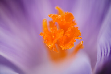 Fototapeta premium Krokus im Frühling