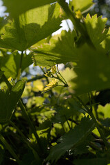 Many fresh green leaves of a vine in backlight with lots of sun. Vertical photo.