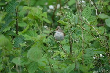 female common whitethroat (Sylvia communis) returning to nest with food