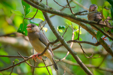 Java Sparrow bird perching on the branch