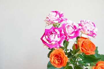 フラッシングとベイブ