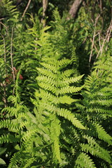 A green fern growing in the meadow.