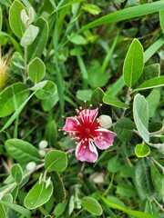 Feijoa