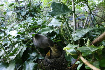 Amsel mit Jungen im Nest.
Brutpflege