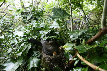 Amsel mit Jungen im Nest.
Brutpflege