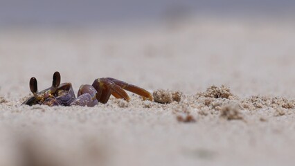 Close-up of ghost crab on the beach, crawling out of burrow. Ground level, shallow depth of field