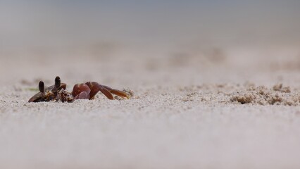 Close-up of ghost crab on the beach, crawling out of burrow. Ground level, shallow depth of field