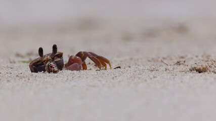 Close-up of ghost crab on the beach, crawling out of burrow. Ground level, shallow depth of field