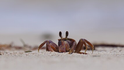 Ghost crab running, darting around on sandy beach. At ground level, isolated, shallow depth of field. Prominent eye stalks