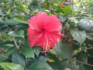 Hibiscus is a genus of flowering plants in the mallow family, Malvaceae. 