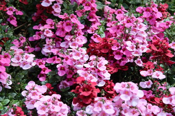 Diascia barberae, called twinspur - red and pink