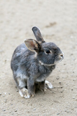 Cave rabbits raised in mountain hell in Dabeppu, Kyushu, Japan