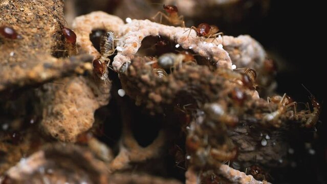 close-up view of a termite colony within a mound.