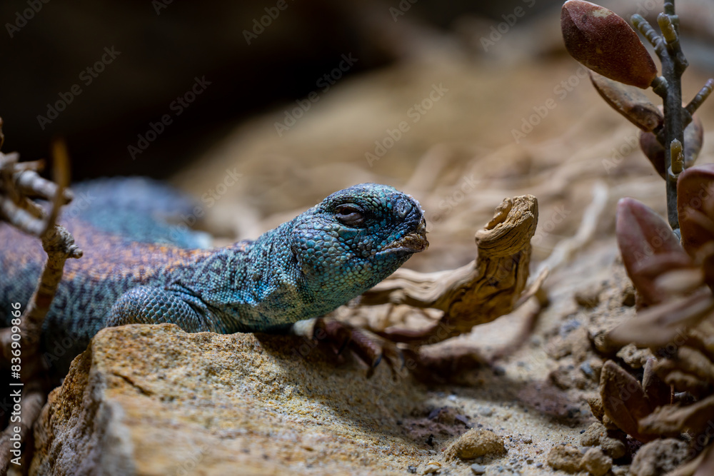 Wall mural lizard face