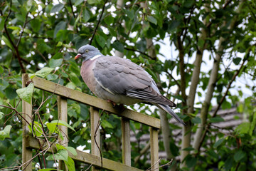 Common Wood Pigeon Perched on a Wooden Garden Trellis