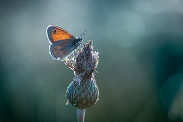 Strzępotek ruczajnik (Coenonympha pamphilus) nieduży motyl z pomarańczowym skrzydlem z kropką © Henryk Niestrój