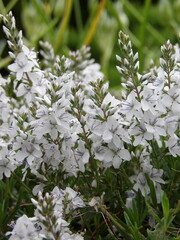 Zbliżenie na białe kwiaty z gatunku veronica prostrata © Kumulugma